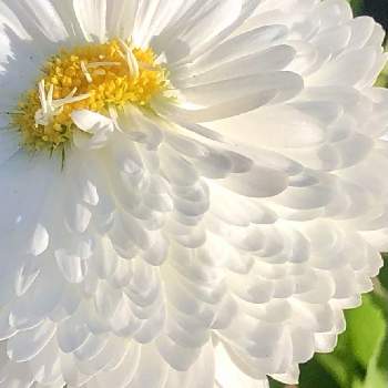 デージー☘️の画像 by 花土葉さん | お出かけ先と白い花とお疲れ様でしたとおやすみなさい⭐とデージー☘️