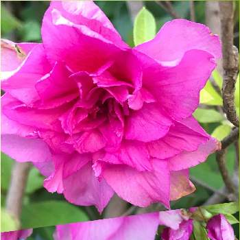 八重咲きの画像 by サッチンさん | いつもの通り道と八重咲きと5月とツツジ科と可愛いピンク色♡