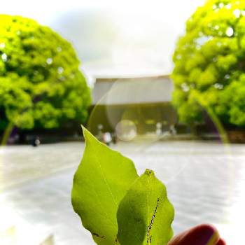 草木の画像 by 美<on>彩✨さん | 広い庭と楠木と神社と草木と癒しの空間♡