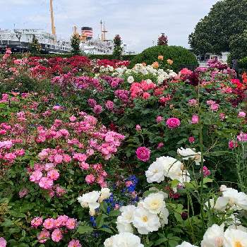 大好きな植物の画像 by あぁちゃんさん | お出かけ先と薔薇と大好きな植物ときれいとガーデンネックレス横浜2022コンテストと大好きな時間と芸術的と山下公園と楽しかった♪と大好きなお花と癒されると可愛い