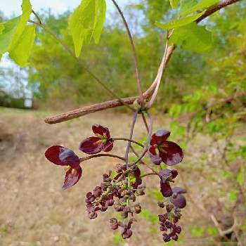 あけびの花の投稿画像一覧 Greensnap グリーンスナップ