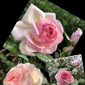 エネルギーの画像 by mutsuchiyanさん | 小さな庭とピエールドゥロンサールとバラ挿木と薔薇好きと癒しと愛しいとエネルギーと挿木とありがとうと美しいと可愛いとガーデニングと小さな小さな庭と花のある暮らしと薔薇♪と頑張るばい！熊本！と薔薇の花