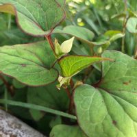 ドクダミ,花のある暮らし,平和を願う☆,植物がある暮らし,金曜日の蕾たちの画像