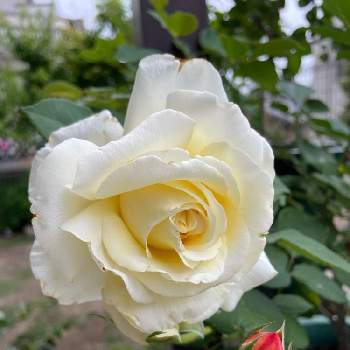 白バラの画像 by cruyffyanさん | エクステリアとエリナと白バラとエリナ  バラとばら バラ 薔薇