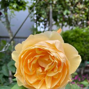 大輪の画像 by cruyffyanさん | 小さな庭とグラハム トーマスとばら バラ 薔薇と大輪とつるバラと黄色の花とグラハムトーマス