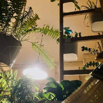 夜の一枚の画像 by ゆうかさん | 部屋と夜の一枚と観葉植物のある暮らし