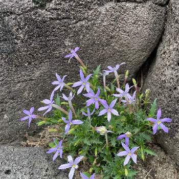 ど根性の画像 by selinaさん | イソトマと風薫る五月とイソトマの花とイトソマ（ローレンティア)と花のある暮らしとお散歩と岩場に咲く花とど根性と紫の花と海外暮らし