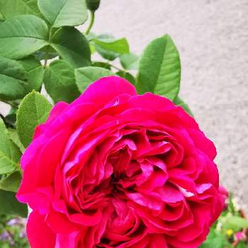 金曜キラキラの画像 by オペラレッドさん | ばら バラ 薔薇と薔薇好きと金曜キラキラと金曜ローズショーとバエリガータ ディ ボローニャと薔薇大好きとばらに魅せられてと薔薇の花