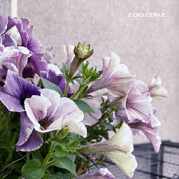 モンローウォークベールヴァルドの画像 by zoozoneさん | 玄関と観葉植物と植物のある暮らしと夏の予感と金曜日の蕾たちとモンローウォークベールヴァルド