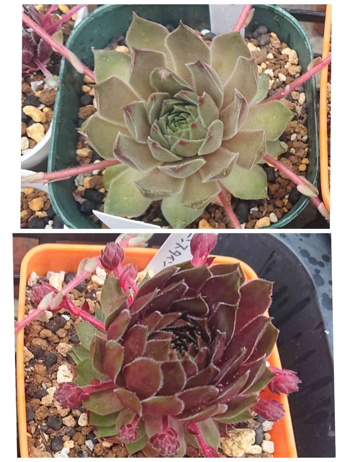 センペルビウム タルクの一覧｜🍀GreenSnap（グリーンスナップ）