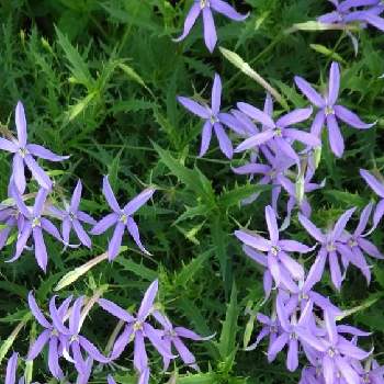 きょうのお花の画像 by Kevinさん | イソトマとお花大好き♡と紫色の花とGS映えと青い花と２０２０年５月同期と今日の一枚と今日のお花と今日の花とちっちゃいものクラブと可愛いとオセアニア原産と花のある暮らしとかわいいと青い花マニアときょうのお花と紫の花と南北アメリカ原産と素敵と金曜日の蕾たち