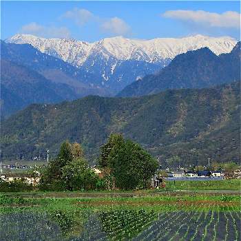 長野県の画像 by mt_strawberryさん | お出かけ先と田んぼと水辺と北アルプスと長野県とチーム長野と風景とイチゴ農家