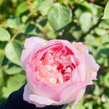 癒されます♥の画像 by Sanさん | 小さな庭と感謝と美しいと可愛い〜♡とバラ　シュクレときれいな色と河本ローズと癒されます♥と花のある暮らしと素敵色と薔薇♪と優しい色と薔薇大好きと素敵