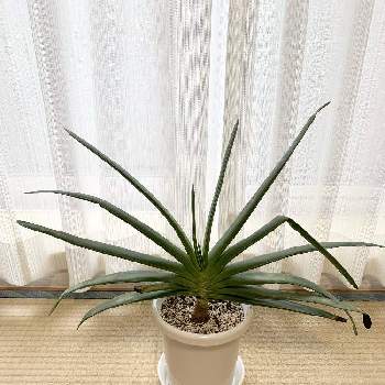 アロエ プリカティリスの画像 by UTAさん | 部屋とアロエ プリカティリスと部屋の中と窓辺の植物