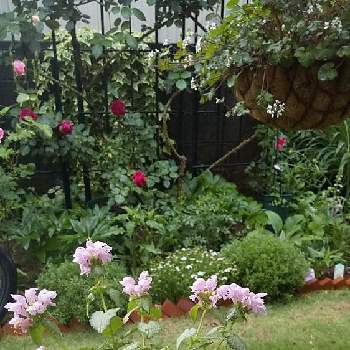 コガネムシとの戦い❗️の画像 by cookさん | 小さな庭と木陰でとウクライナに平和をとばら バラ 薔薇とバラはいいなぁとコガネムシとの戦い❗️とおうち園芸と新緑とラミウム♪と芝生の庭と宿根草大好きとバラ・デンティベスとバラ・ルージュピエールドゥロンサールとペラルゴニウム・オーストラーレ