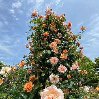 私の好きな場所の画像 by taka-chanさん | お出かけ先とやまぐちフラワーランドと私の好きな場所と好きな花♡といつもの散歩道の花と花のある暮らしと薔薇の花