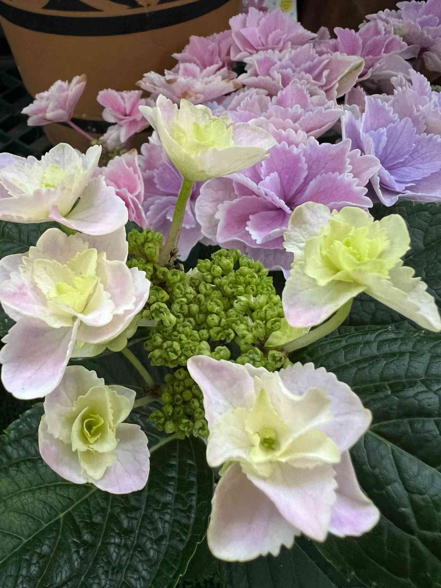 紫陽花　きらきら星　星の桜　母の日ピック付き 母の日】紫陽花 クイーンズブラック 黒色の宝石 高貴で上品な美しさ 5