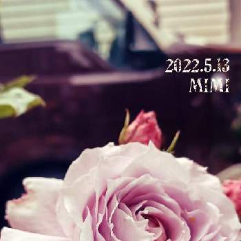 薔薇 ノヴァーリスの画像 by mimiさん | 小さな庭と綺麗〜❤️と豪華と薔薇 ノヴァーリスとばら❤