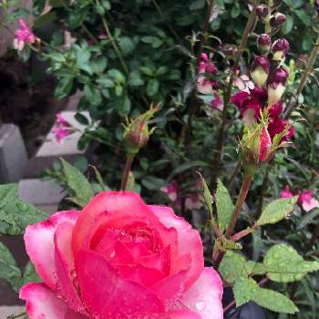 ミニバラ コルダーナの画像 by suryaさん | ミニバラ コルダーナとバラとキンギョソウ　ナイト&デイとサルビアミラージュローズバイカラーとみどりのある暮らしとばら バラ 薔薇と私の庭と花のある暮らしとバラ・ミニバラ