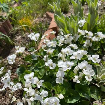 すみれの画像 by 鯉太郎さん | 白いスミレ*とすみれと白すみれとお庭と白いお花