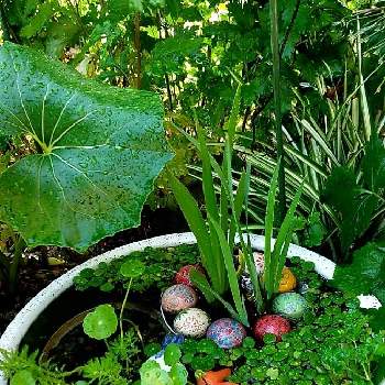 浮き玉の画像 by うまこさん | 小さな庭とツワブキとカキツバタと植物大好きと浮き玉とにわと睡蓮鉢と可愛いと花のある暮らしとかわいいと水草とチーム愛知