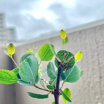 ユーカリ ポポラスの画像 by konoriさん | バルコニー/ベランダとユーカリ ポポラスと観葉植物とベランダガーデン