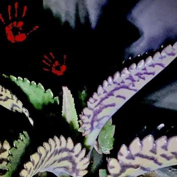 カランコエ属の画像 by @6033さん | バルコニー/ベランダとカランコエ　黒蝶と照明と植物とベランダ多肉とカランコエ属と恐怖の、、、と多肉初心者とiPhone撮影