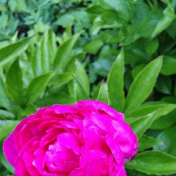 シャクヤクピンクの画像 by あななさん | 小さな庭と花に癒されると花のある暮らしと八重咲き　シャクヤクとシャクヤクピンクと芍薬の花