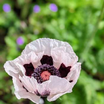 オリエンタルポピー ロイヤルウエディングの投稿画像一覧 Greensnap グリーンスナップ