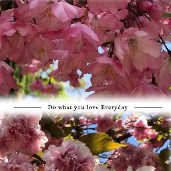 さくらの画像 by ポリッピーさん | 八重桜といつもありがとう♡と公園とおさんぽチュウと青森とお花は人を元気にするとさくら満開とかわいいと桜さくとお花のある生活とさくら