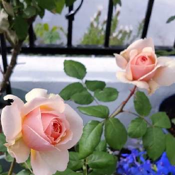 薔薇 きずなの画像 by Bree Van de Kampさん | 小さな庭とドミニクマサドとばら バラ 薔薇と薔薇 きずなとおうち園芸とばら大好きとガーデニングと花のある暮らしとチャリティーローズ KIZUNA