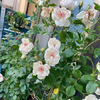 柏市の画像 by rabeさん | 小さな庭とジャクリーヌ•デュ•プレとノヴァーリスと柏市と白い花とお花が咲いたと宿根・多年草とiPhone撮影