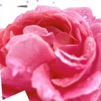 次々開花♪の画像 by yu☆laさん | 小さな庭とケルナー・フローラとバラとつるバラ...とピンク ぴんく Pinkと薔薇♡とお花大好き♡とバラのある暮らしとバラのある庭と綺麗な色♡と花のある暮らしとかわいいな♡と次々開花♪とお家園芸