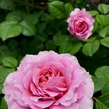 次々開花♪の画像 by kinako☆bearさん | 小さな庭とバラ アイスフォーゲルと好きな色と次々開花♪とピンク❤︎ピンクとバラのある暮らしと花のある暮らし