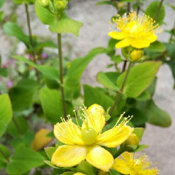 金曜キラキラの画像 by ブルちえみさん | ヒペリカムの黄色の花と自宅の庭と金曜キラキラ