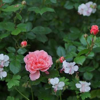 伊豆の庭の画像 by 伊豆野サクラさん | ゲラニウム・ビオコボとドリフトローズ アプリコットと✨バラと伊豆の庭と宿根草♪と✨ゲラニウムと花のある暮らし