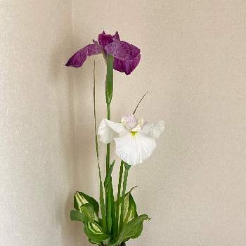 ギボシの画像 by suihoさん | バス/トイレとハナショウブとギボシとお花大好き♡と五月の花と花いろいろと花のある暮らしとSいけばな