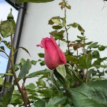バラの蕾の画像 by at.モーニングさん | 金曜日の蕾たちとうちの庭♪と世界に平和をとバラの蕾と今日の庭♪と暮らしのスナップ