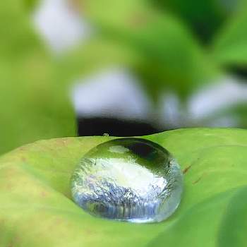水滴の画像 by misumi (美澄)さん | 良い一日をといつもありがとうと葉っぱの上の世界と水滴と雨露と雨の雫