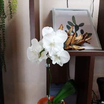 ミディ胡蝶蘭の画像 by sunny♡さん | 部屋とミディ胡蝶蘭と花のある暮らしと植物のある暮らしと薔薇のある暮らし