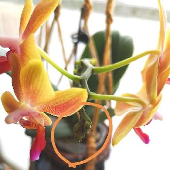 ミディ胡蝶蘭の画像 by sunny♡さん | 窓辺とミディ胡蝶蘭と花のある暮らしと植物のある暮らしと薔薇のある暮らし