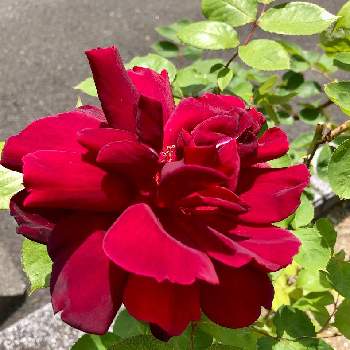 お花散歩の画像 by みちさん | 小さな庭と季節の花を楽しむと小さな庭❤とお花散歩と赤い薔薇♡と赤いお花❤️