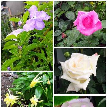 西洋オダマキ✨の画像 by kazuさん | 小さな庭と西洋オダマキ✨とおうち園芸と薔薇ザマッカートニーローズとバラ.メイスポーラ♡とニオイバンマツリ！と花のある暮らしと薔薇パブイヨン・ドゥ・プレイニ―