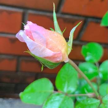 2年目の花の画像 by エリカさん | エントランスとスマホ撮影と薔薇愛同盟とおうち園芸と交配の薔薇と2年目の花と春のいちばん花とナチュラルスタイルと可愛いと花のある暮らしと薔薇♪