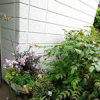 庭の植物の楽しみの画像 by 香代子ね✨さん | 玄関と花のある暮らしと庭の植物の楽しみとおうち園芸