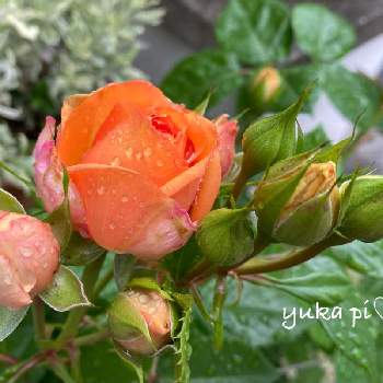オレンジ色の画像 by ゆかぴさん | 玄関とばら バラ 薔薇と癒しとつぼみとオレンジ色と可愛いと花のある暮らし