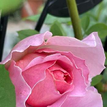 ツル薔薇の画像 by キララさん | 小さな庭とお花に癒されてと素敵な色と可愛い〜♡とツル薔薇と花のある暮らしとバラ　アイスフォーゲルとうっとり〜♡と花姿が魅力的