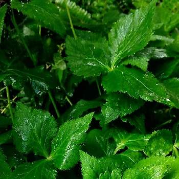 雨に輝くの画像 by ケサランパサランさん | 小さな庭とミツバと雨に輝くと三つ葉。と家庭菜園と雨に濡れてとにわと緑のある暮らしと多年草とセリ科と地植えと雨の日