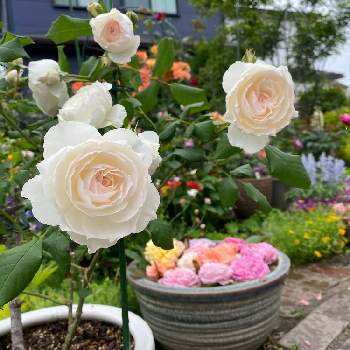 バラ しずくの画像 by H1207さん | バラ しずくとばらと花手水と和ばらとばら バラ 薔薇と手作りの庭とバラのある暮らしとおうち園芸