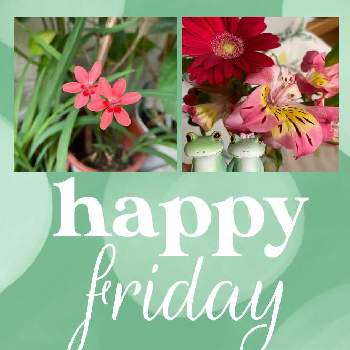 花の金曜日の画像 by クミピさん | 小さな庭と花の金曜日と金曜日と金曜日の朝とベコニア！とブルーミー(bloomee)と❤️いいね、ありがとうとホテイソウ。と花のある暮らし